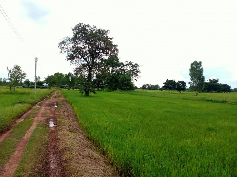 ขายที่ดิน มหาสารคาม 7-1-76 ไร่