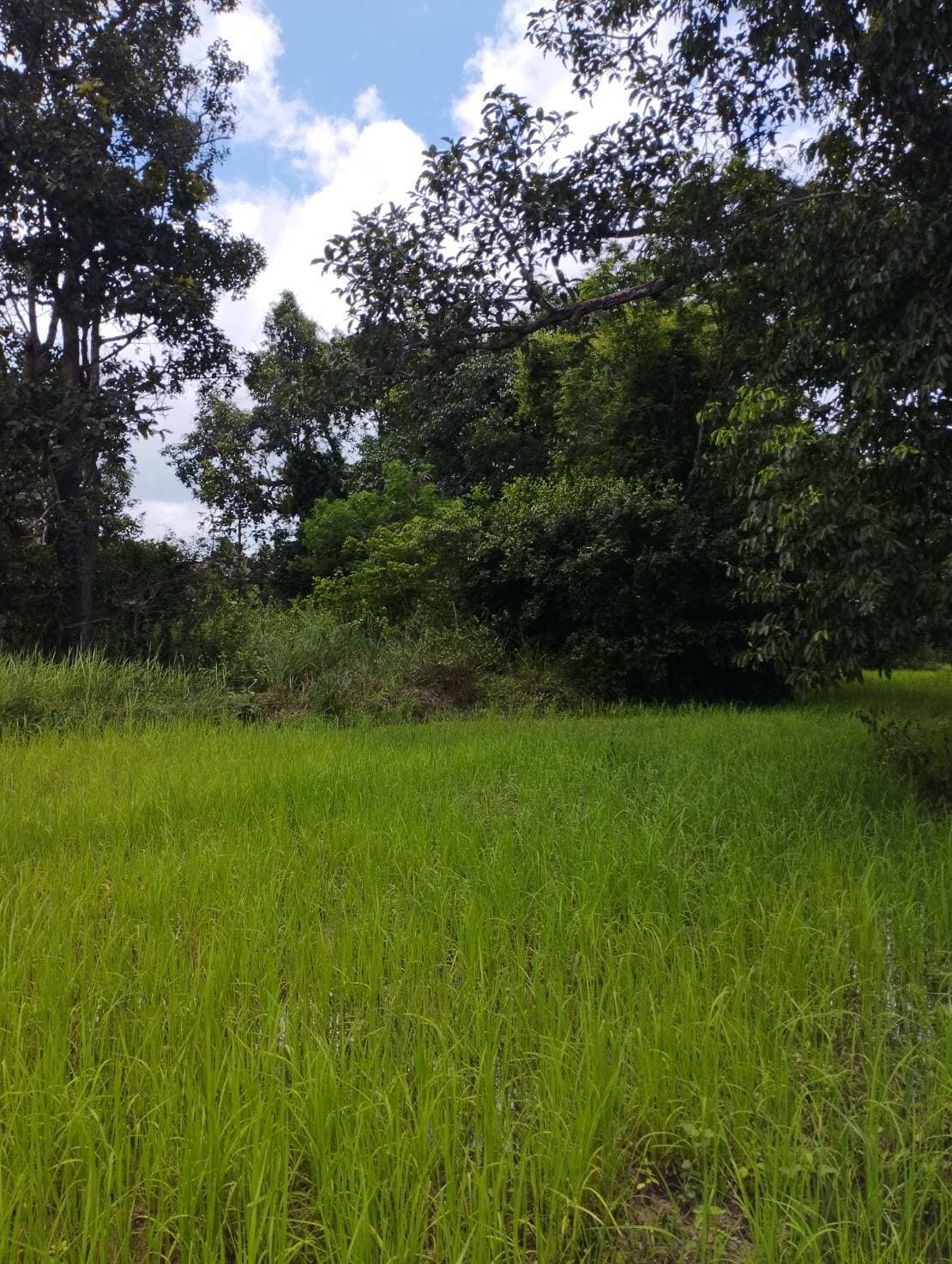 ขายที่ดินศรีสะเกษ จ.สรีสะเกษ อ.กันทรารมย์ 15-1-34 ไร่