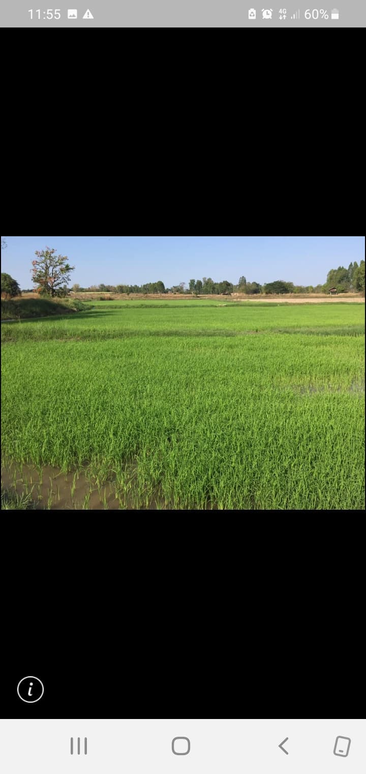 ขายที่ดินกาฬสินธุ์ จ.กาฬสินธุ์ อ.ยางตลาด 29-1-10 ไร่