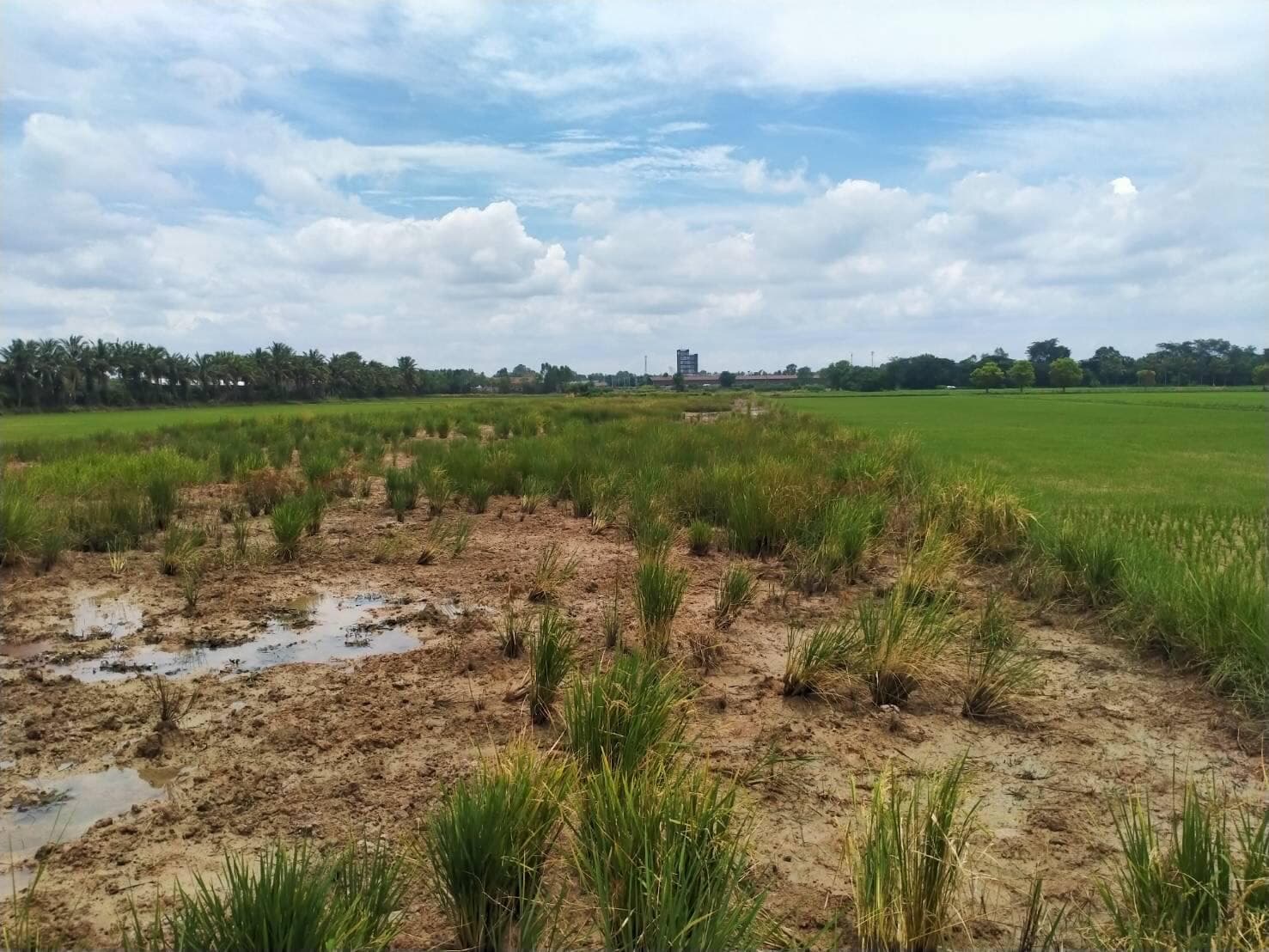 ขายที่ดินขอนแก่น เมืองขอนแก่น 5-0-23.7