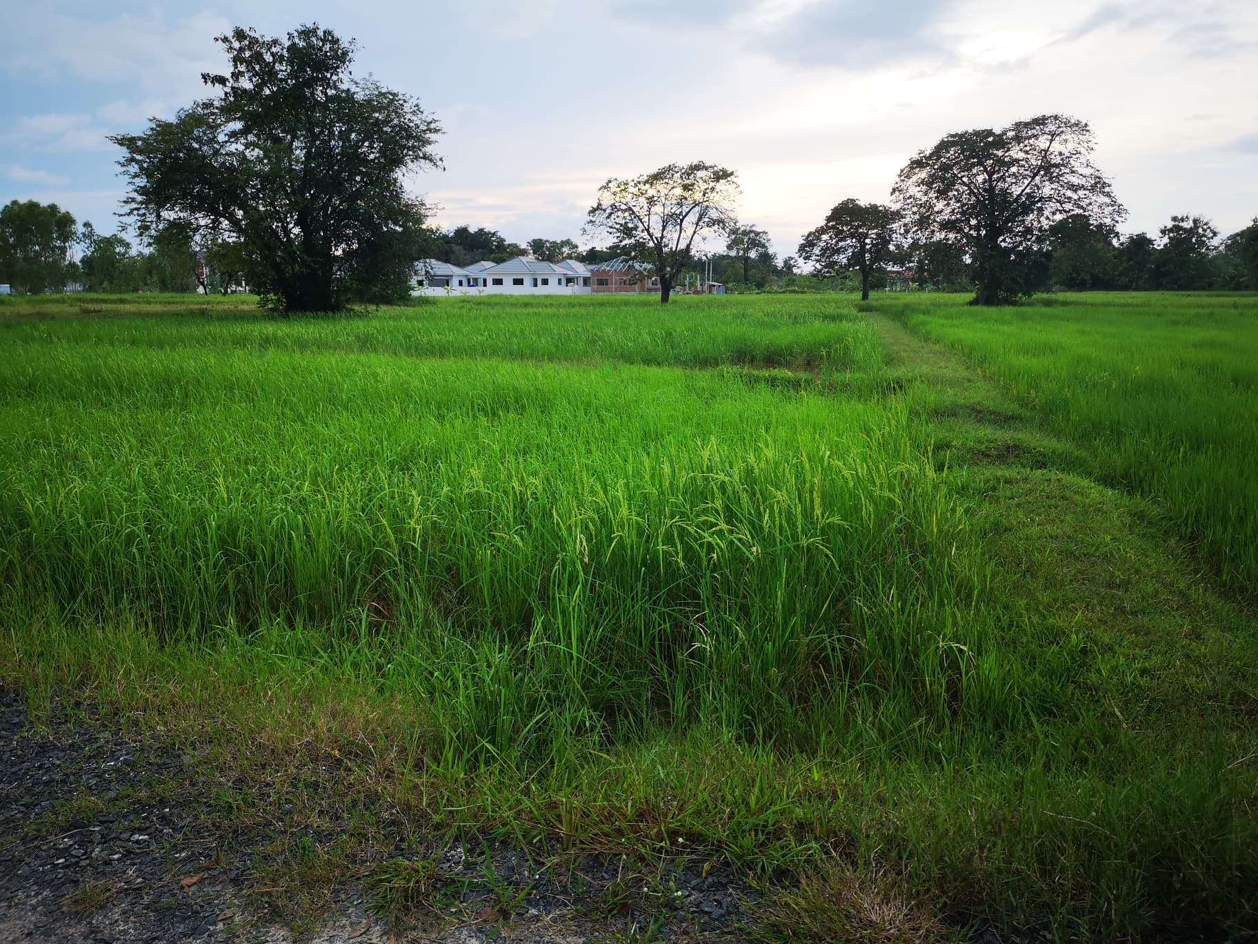 ขายที่ดินสุรินทร์ เมืองสุรินทร์ 1-0-53.7