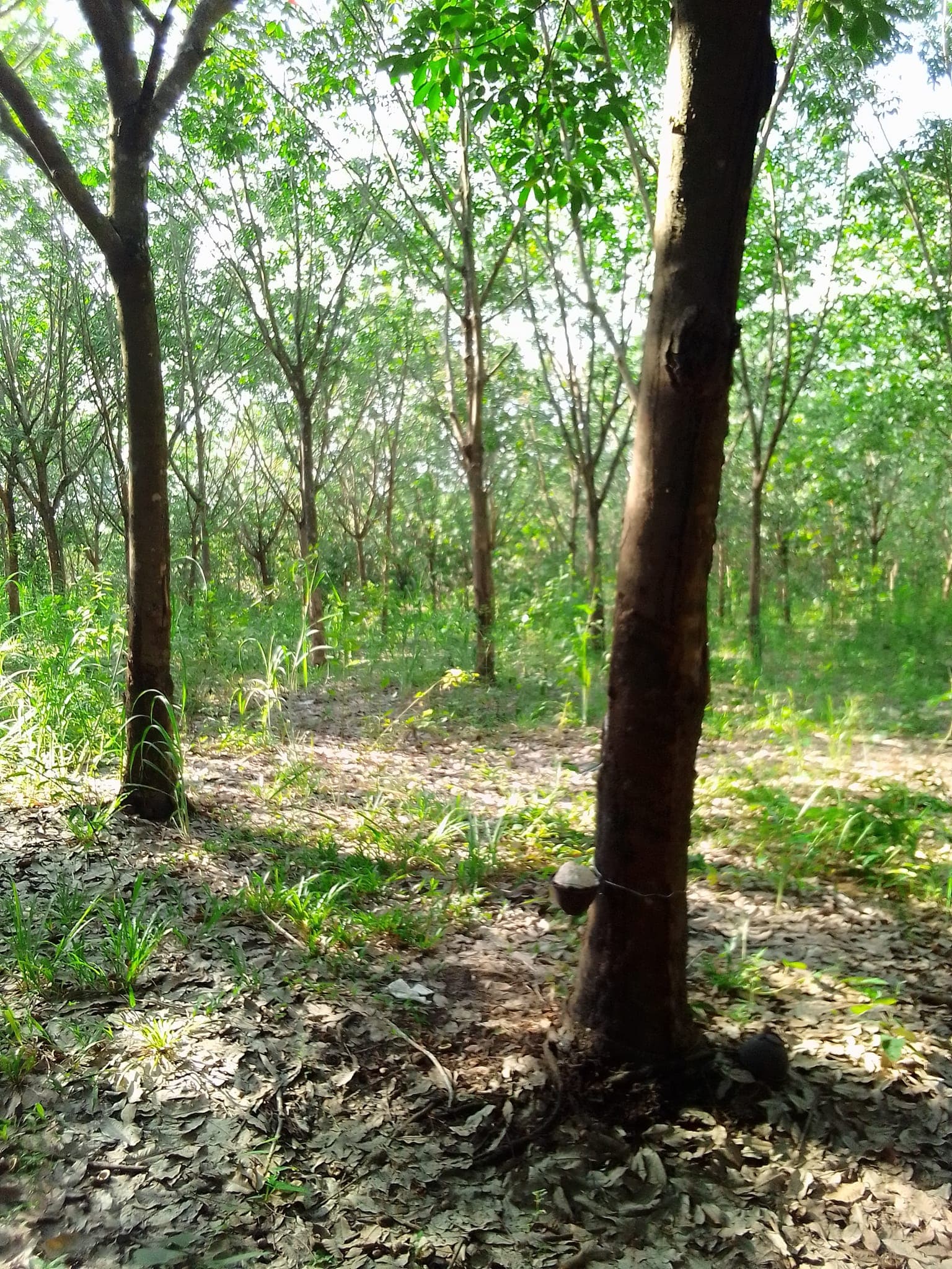 ขายที่ดินอุบลราชธานี สิรินธร 29-3-28.4