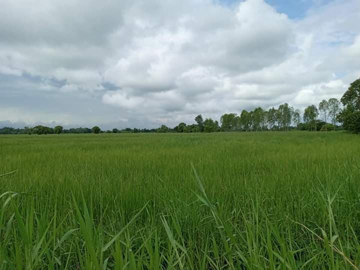 ขายที่ดินเปล่าร้อยเอ็ด จ.ร้อยเอ็ด อ.เสลภูมิ 16-1-53 ไร่