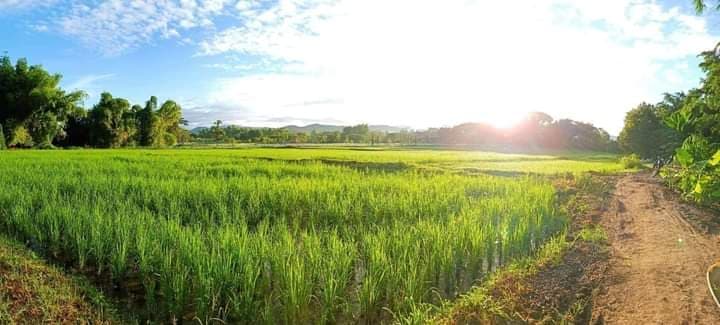 ขายที่ดินเชียงใหม่ แม่ออน 10-3-51