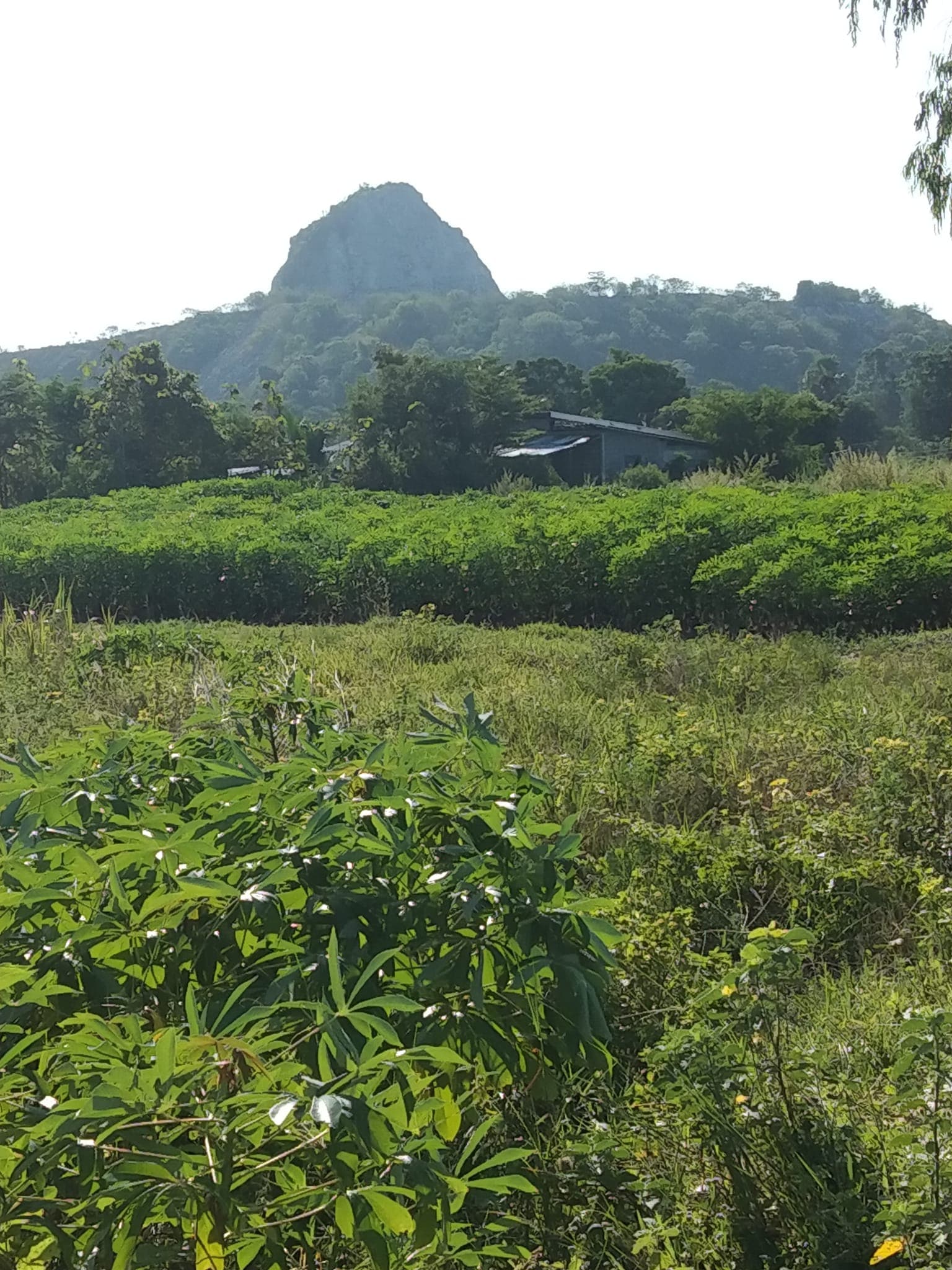 ขายที่ดิน สุพรรณบุรี 6 ไร่