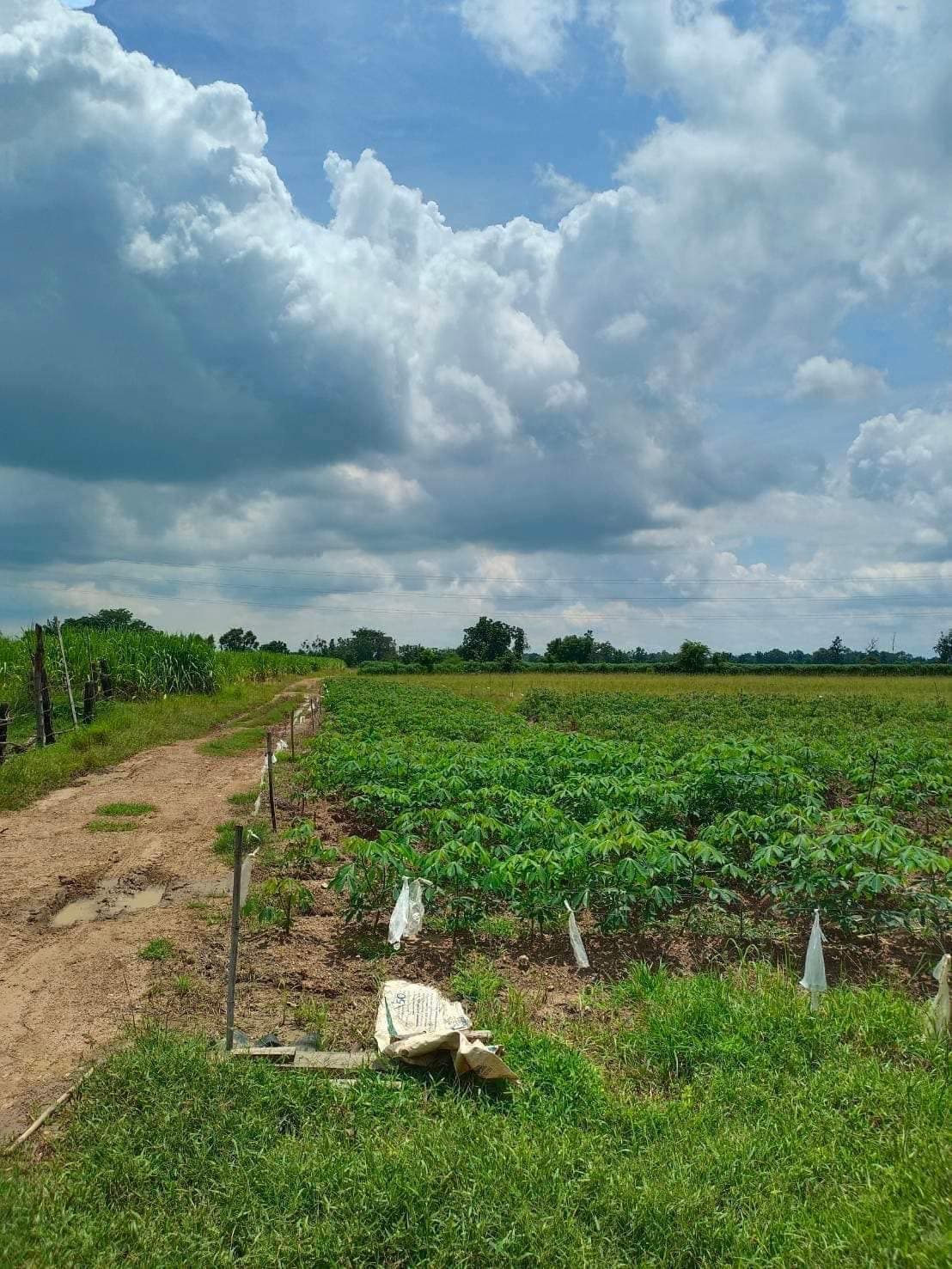 ขายที่ดิน ลพบุรี 47-3-3 ไร่