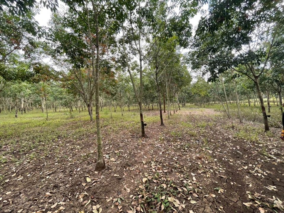 ขายที่ดิน จันทบุรี 43 ไร่
