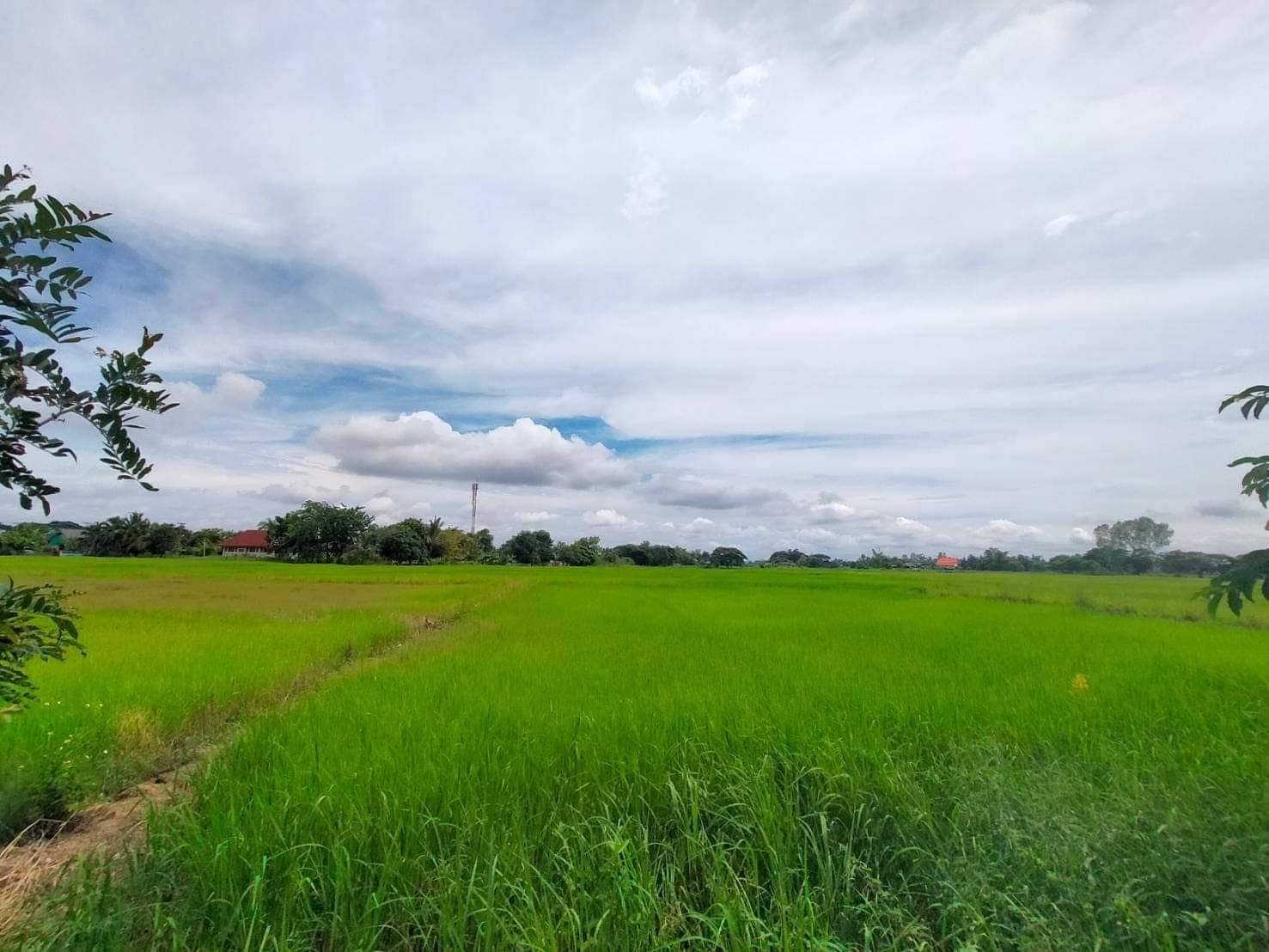 ขายที่ดินลำปาง เมืองลำปาง 8-1-39