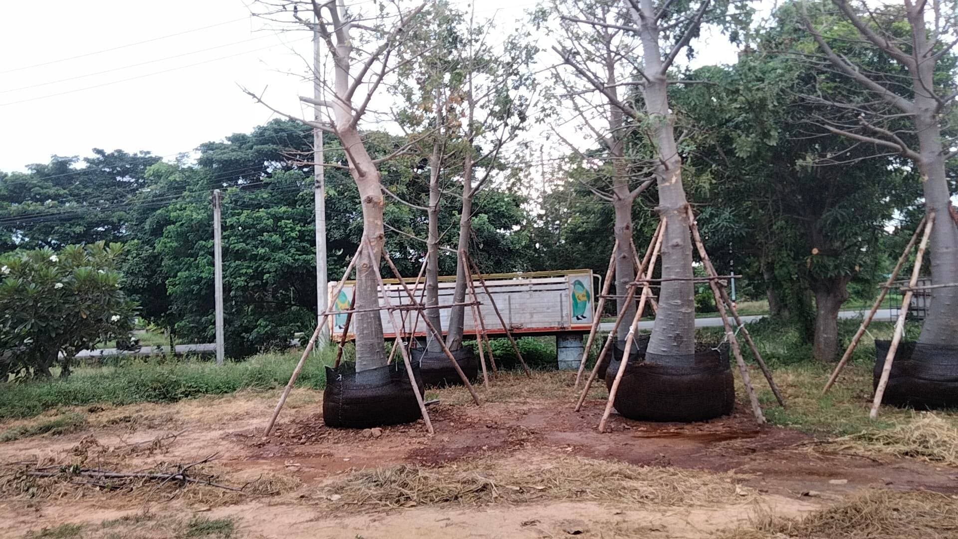 ขายที่ดินชัยนาท สรรคบุรี 31-1-37.2