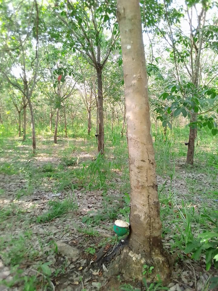 ขายที่ดินอุบลราชธานี สิรินธร 29-3-28.4