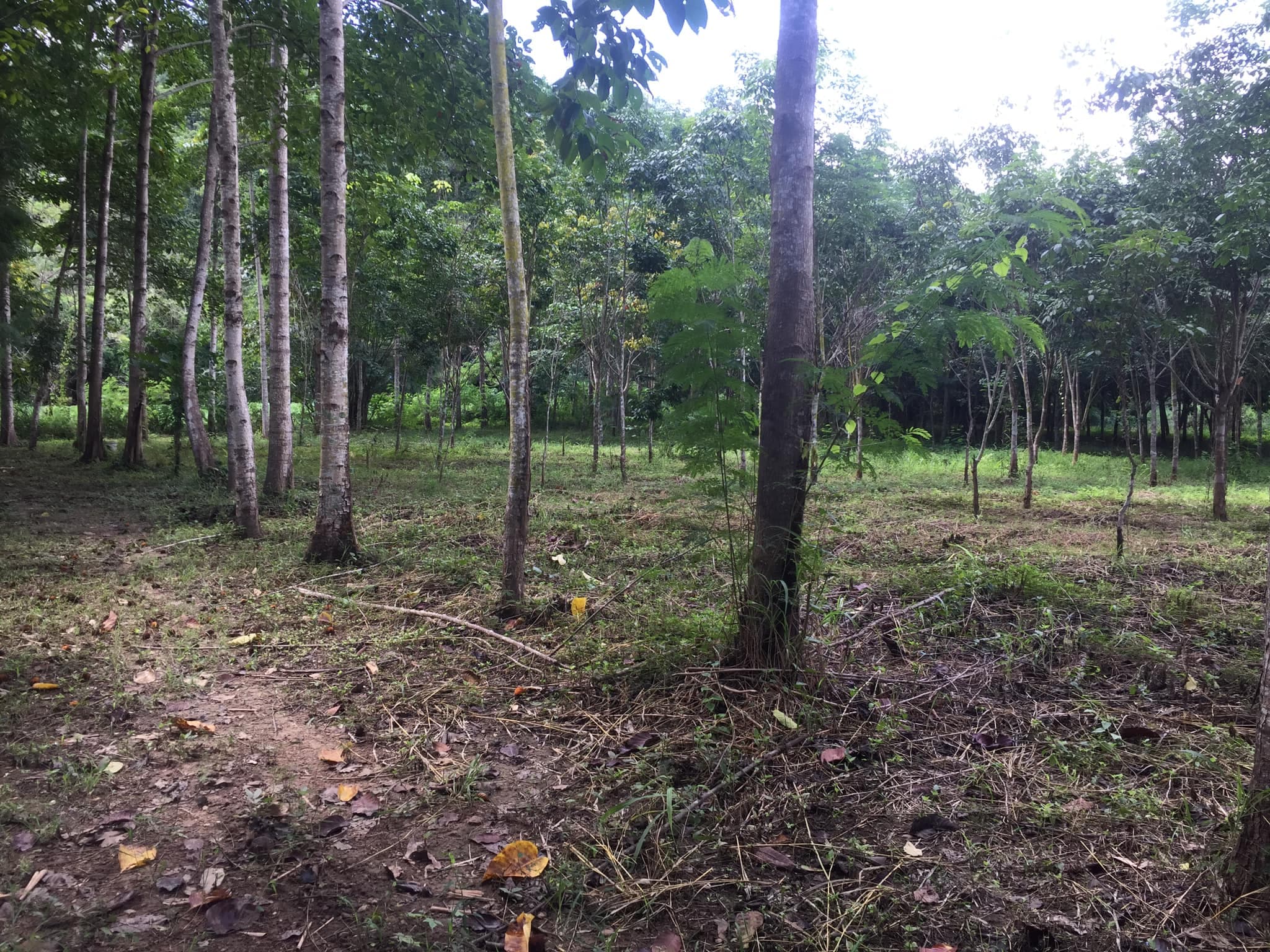 ขายที่ดิน แม่ฮ่องสอน 1 ไร่