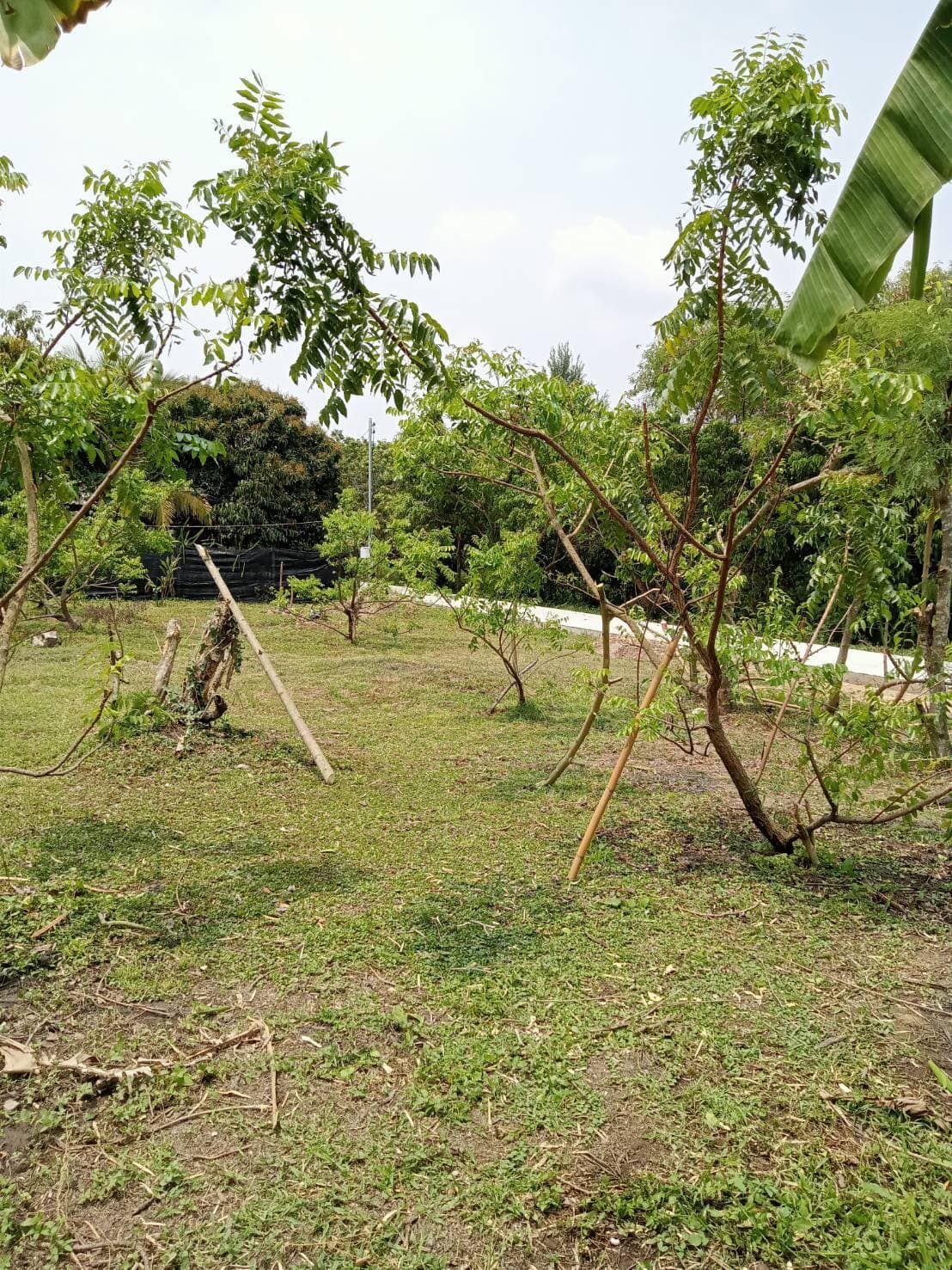 ขายที่ดินเชียงใหม่ จ.เชียงใหม่ อ.สารภี 2 งาน