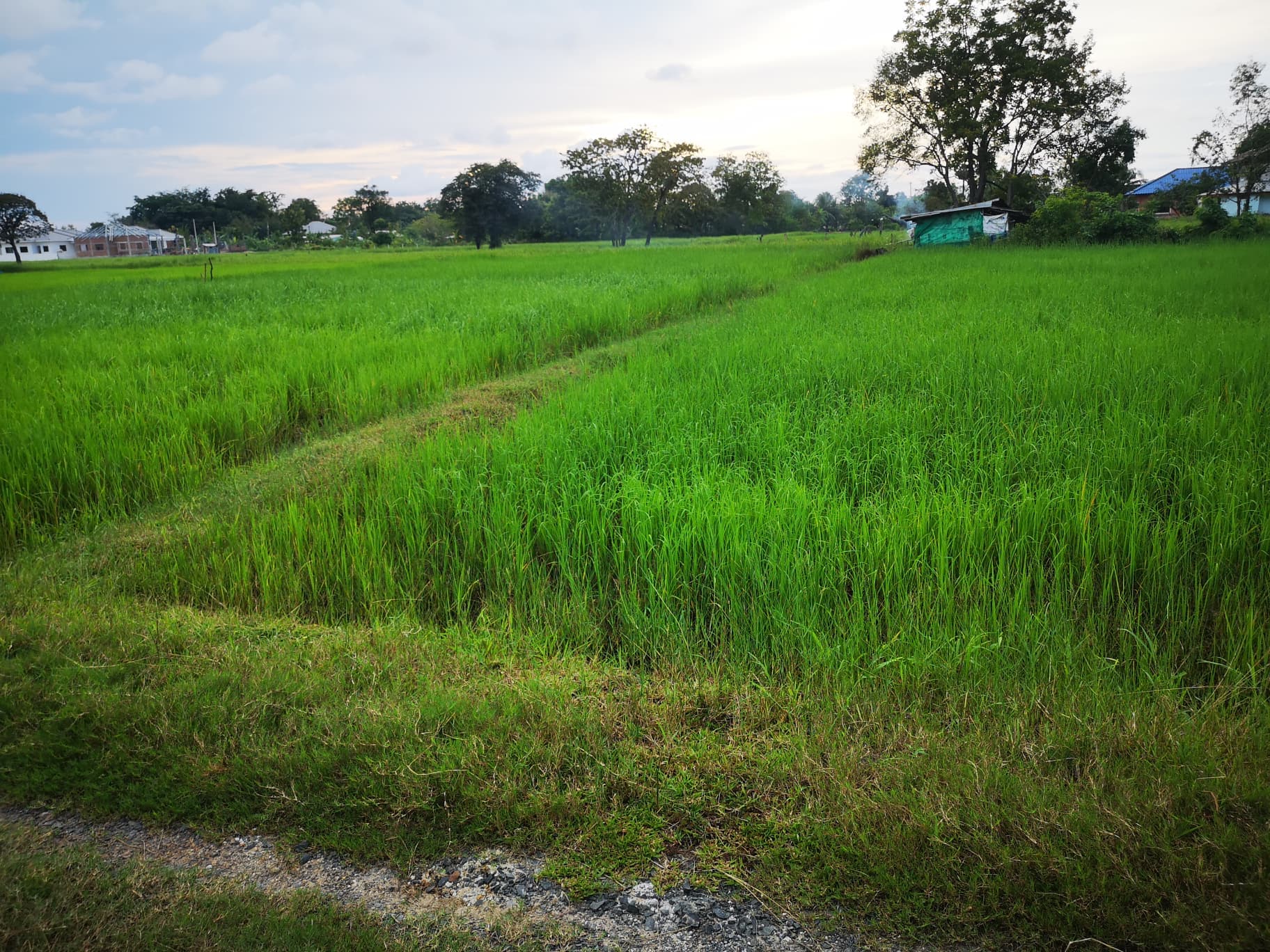 ขายที่ดินสุรินทร์ เมืองสุรินทร์ 1-0-53.7