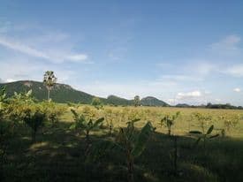 ขายที่ดิน จ.นครสวรรค์ อ.พยุหะคีรี 5-2-99 ไร่