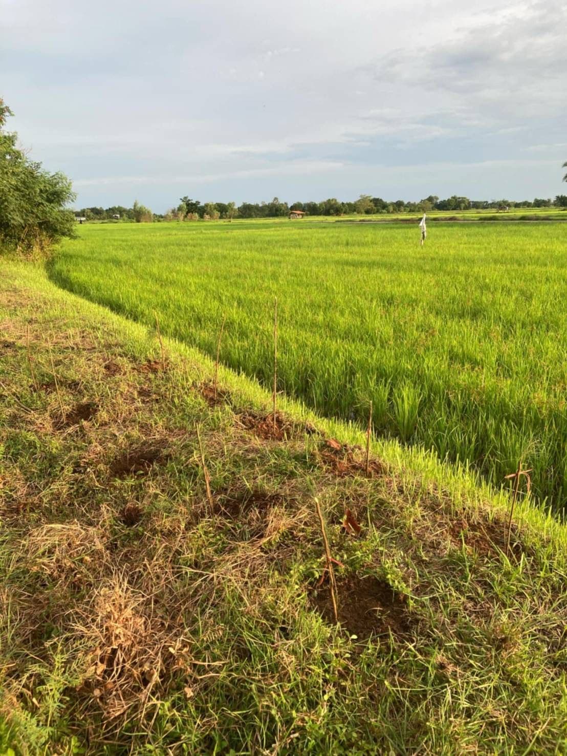 ประกาศขายที่ดิน อ.เชียงยืน ห่างจากตัวเมืองขอนแก่นเพียง 15 กม.
