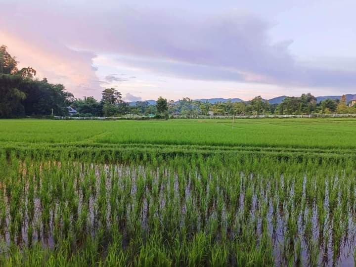 ขายที่ดินเชียงใหม่ แม่ออน 10-3-51