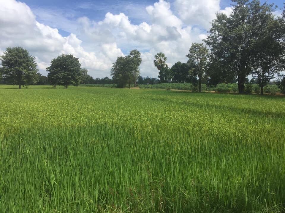 ขายที่ดินนครสวรรค์ จ.นครสวรรค์ อ.ลาดยาว 56-2-60 ไร่