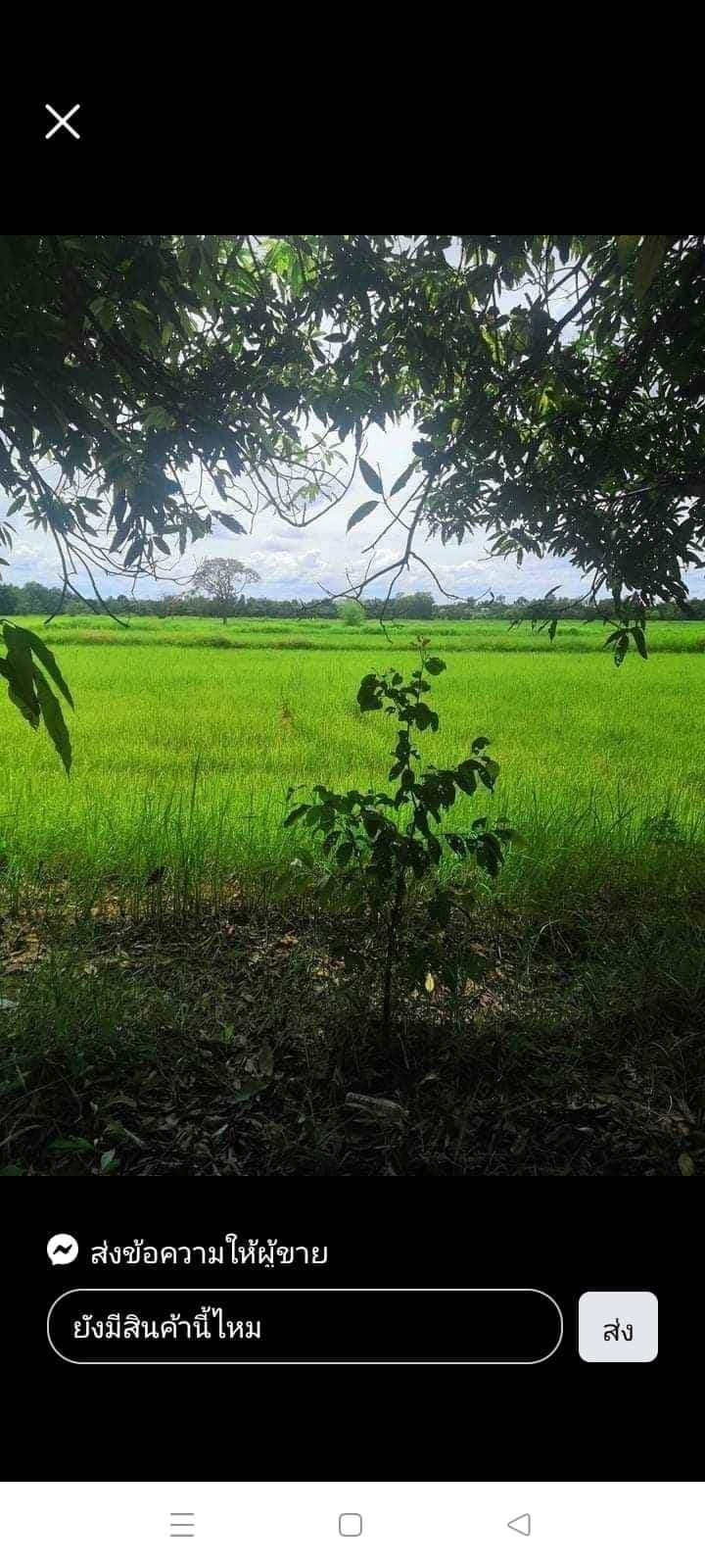 ขายที่ดินอุบลฯ พิบูลมังสาหาร