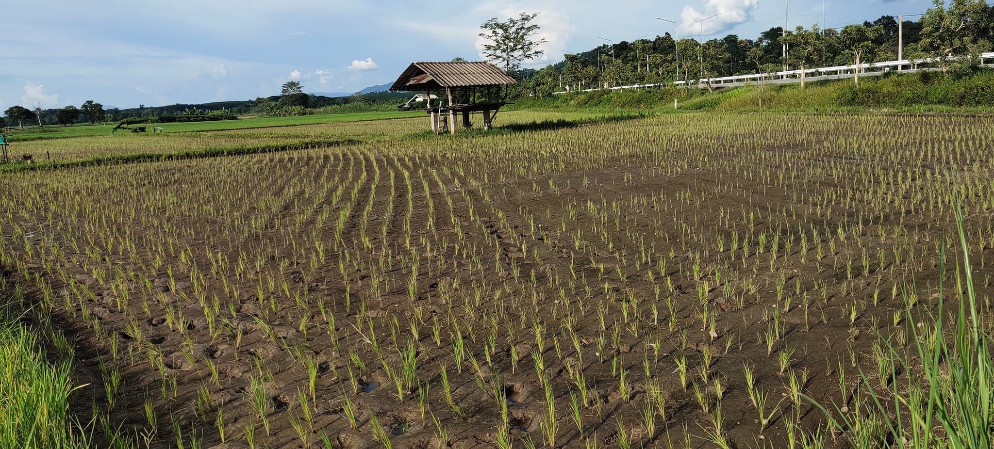 ขายที่ดิน ที่นา เวียงเชียงรุ้ง 2-2-58.4