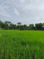 ที่ดินแปลงสวย เชียงราย 6-1-19