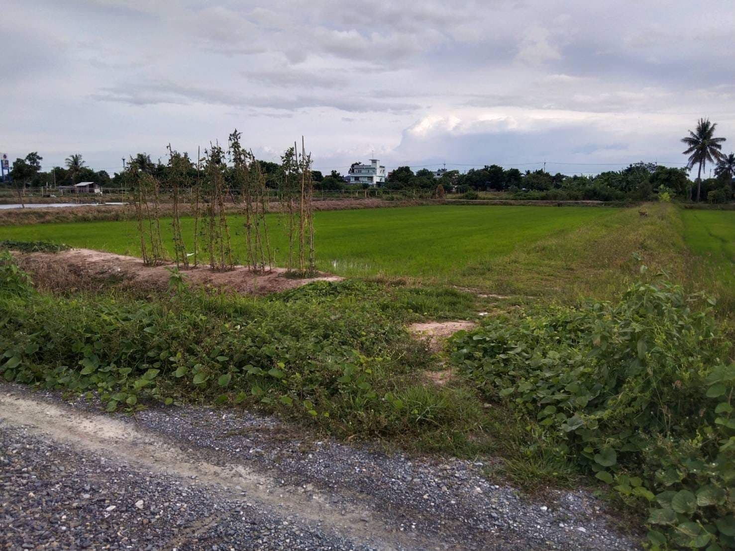 ขายที่ดิน ที่นา ดอนเจดีย์ สุพรรณบุรี 2-3-36