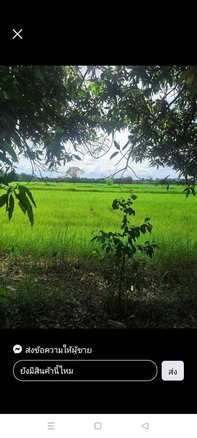 ขายที่ดินอุบลฯ พิบูลมังสาหาร