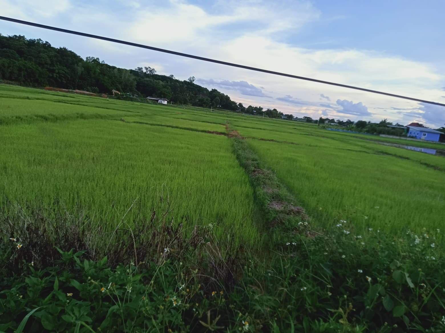 ขายที่ดินเชียงราย เวียงเชียงรุ้ง 1-1-20