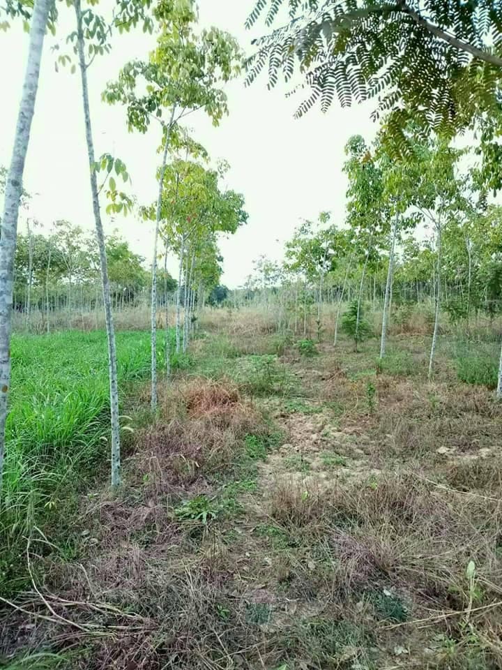 ขายที่ดิน อุบลราชธานี 11-1-16 ไร่