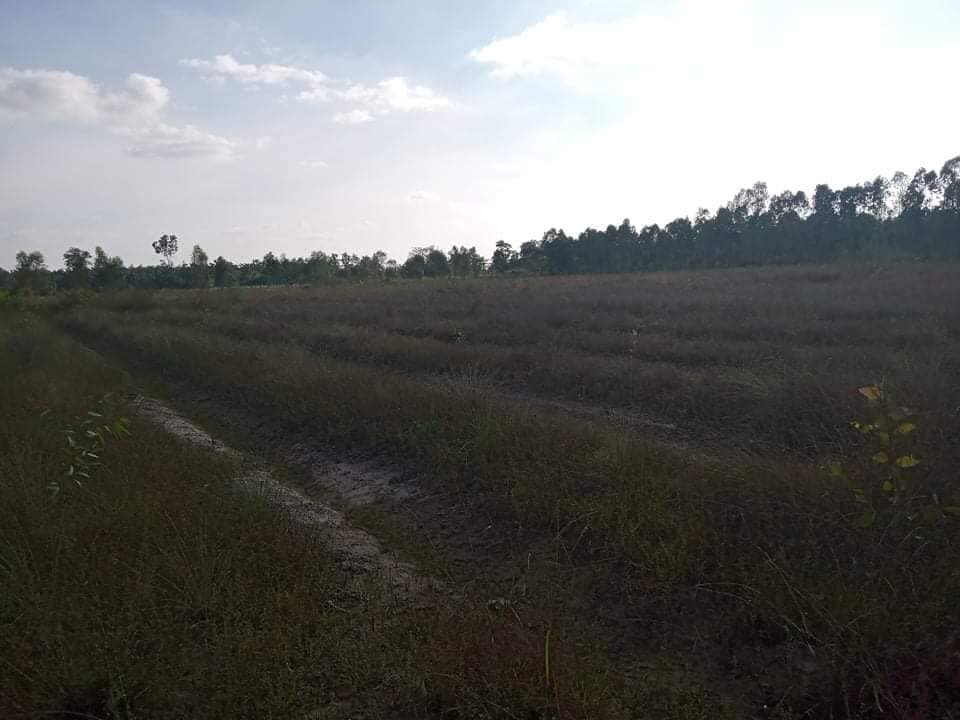 ที่ดินเปล่าราคาถูกมาก สกลนคร 15-2-58
