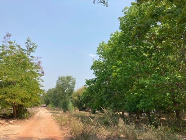 ที่ดินสวนยาง บรรยากาศธรรมชาติ อุบล 10 ไร่