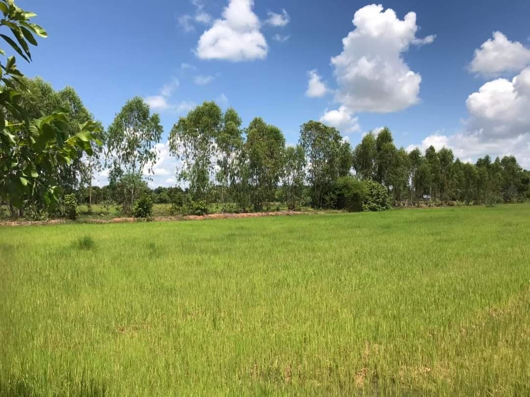 ขายที่ดิน ธวัชบุรี ร้อยเอ็ด 50 ตรว.