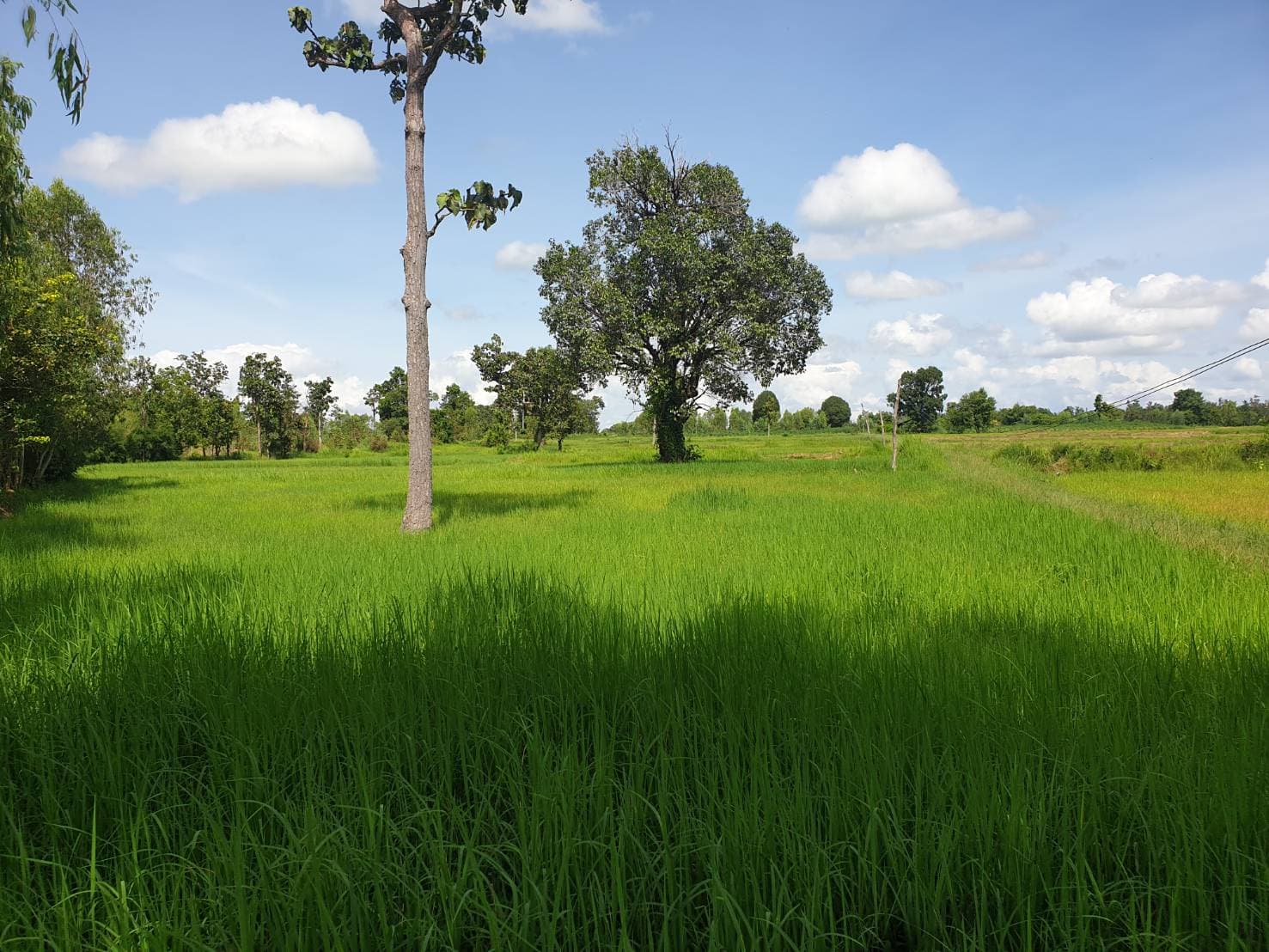ขายที่ดินอุบลราชธานี จ.อุบลราชธานี อ.ตาลสุม 20-3-41 ไร่