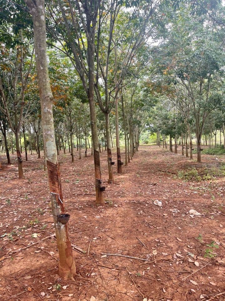 ขายที่ดิน จันทบุรี 43 ไร่