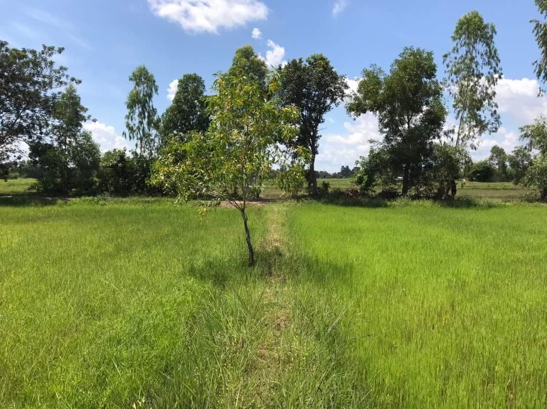 ขายที่ดิน ธวัชบุรี ร้อยเอ็ด 50 ตรว.