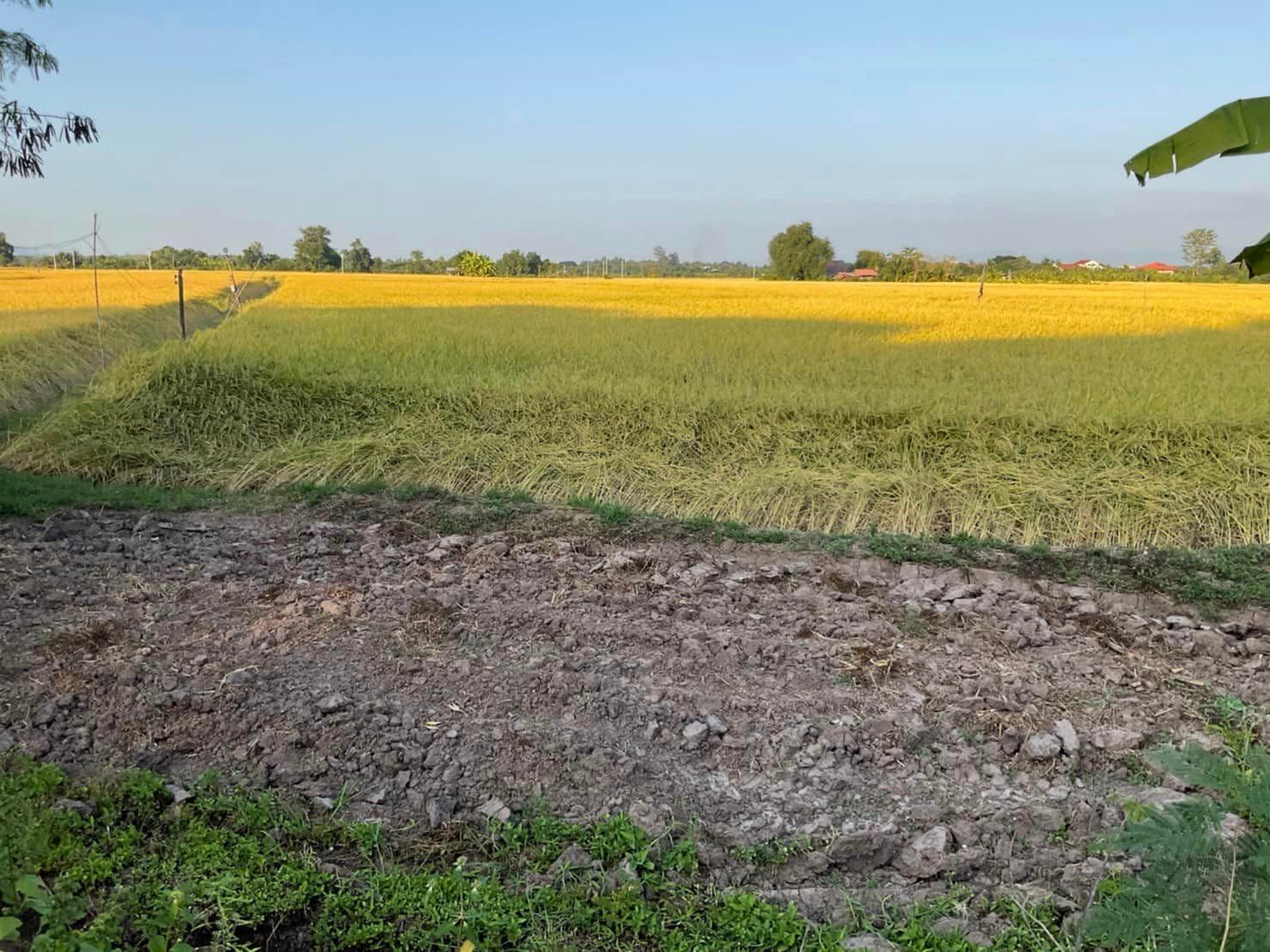 ขายที่ดินเพชรบูรณ์ เมืองเพชรบูรณ์ 2-1-45
