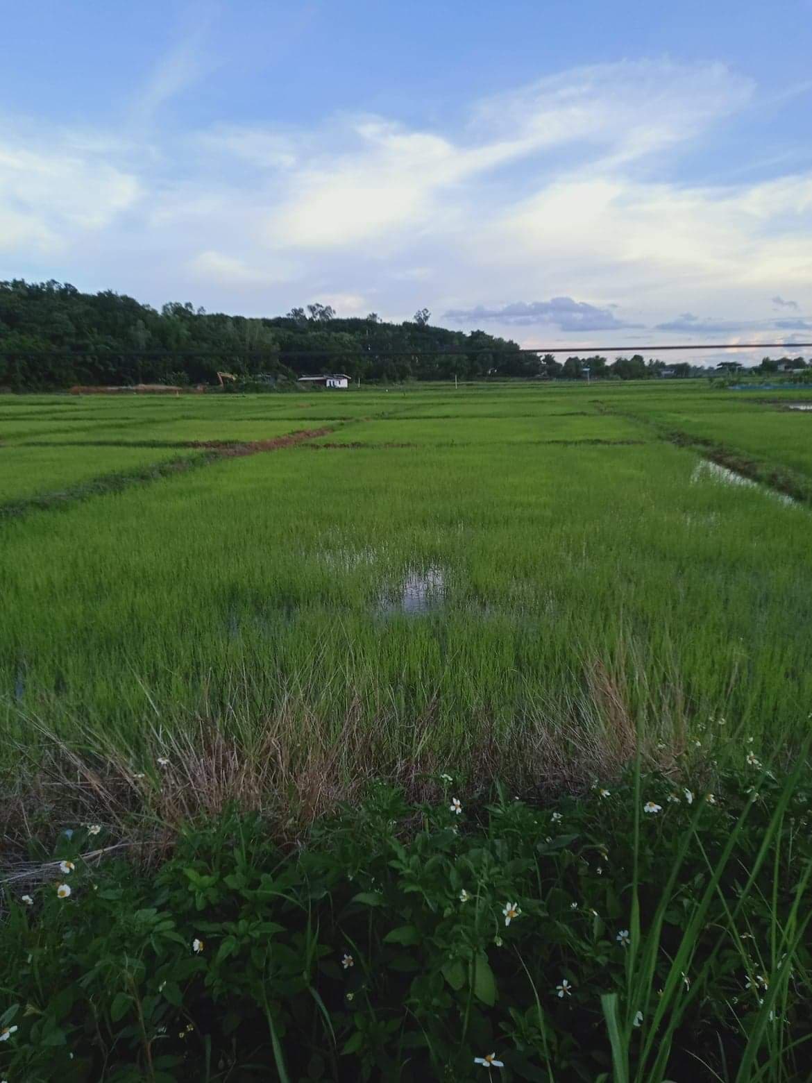 ขายที่ดินเชียงราย เวียงเชียงรุ้ง 1-1-20
