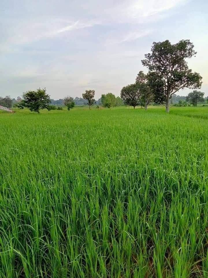 ขายที่ดินยโสธร เมืองยโสธร 4-3-28.9