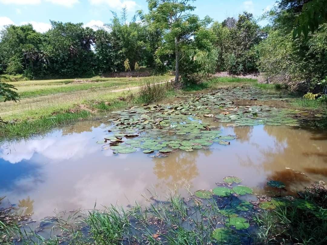 ขายที่ดินยโสธร เมืองยโสธร 4-3-28.9