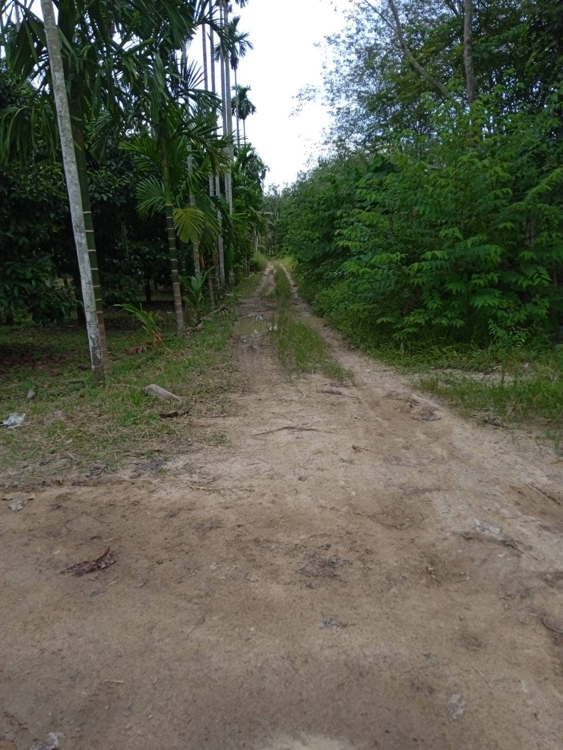 ขายที่ดินระยอง บ้านค่าย 2-3-28