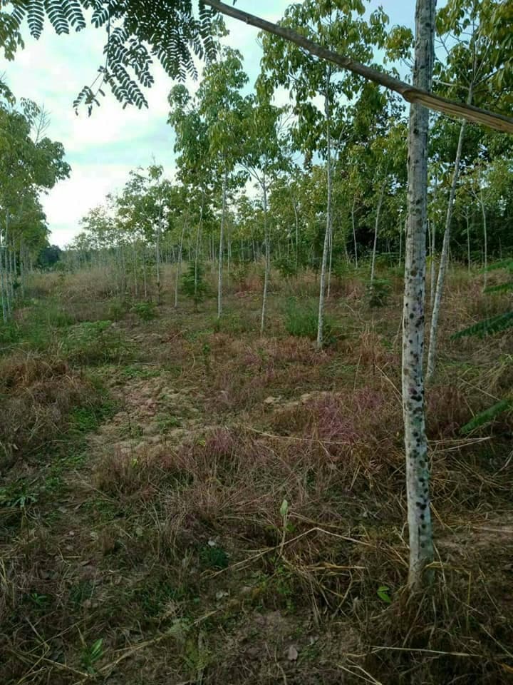 ขายที่ดิน อุบลราชธานี 11-1-16 ไร่