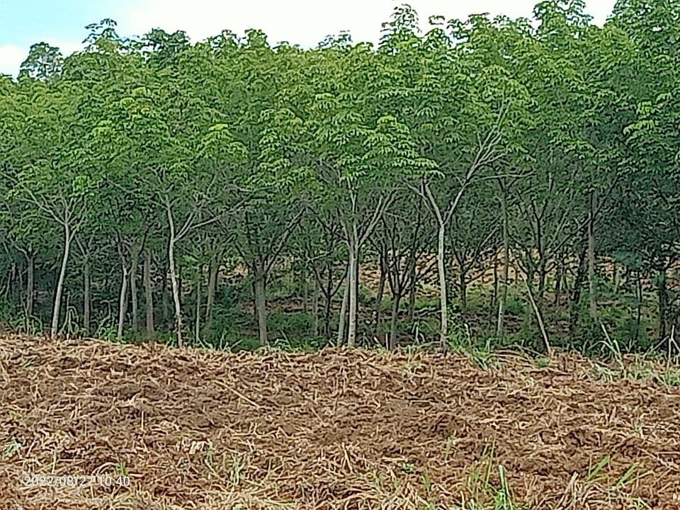 ขายที่ดินประจวบคีรีขันธ์ เมืองประจวบคีรีขันธ์ 33-2-19.4 ไร่