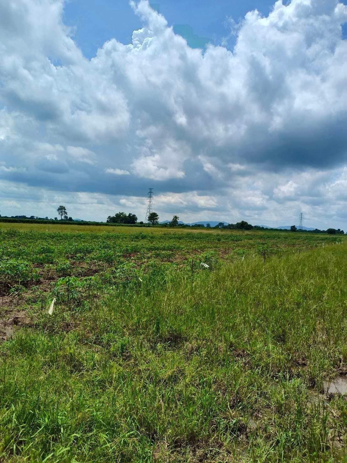ขายที่ดิน ลพบุรี 47-3-3 ไร่
