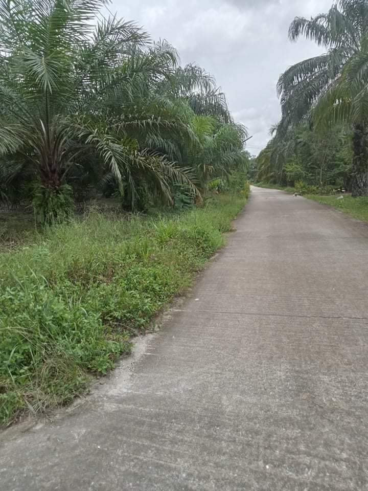 ขายที่ดิน ต.บ้านตูล อ.ชะอวด จ.นครศรีธรรมราช 3-3-19 ไร่