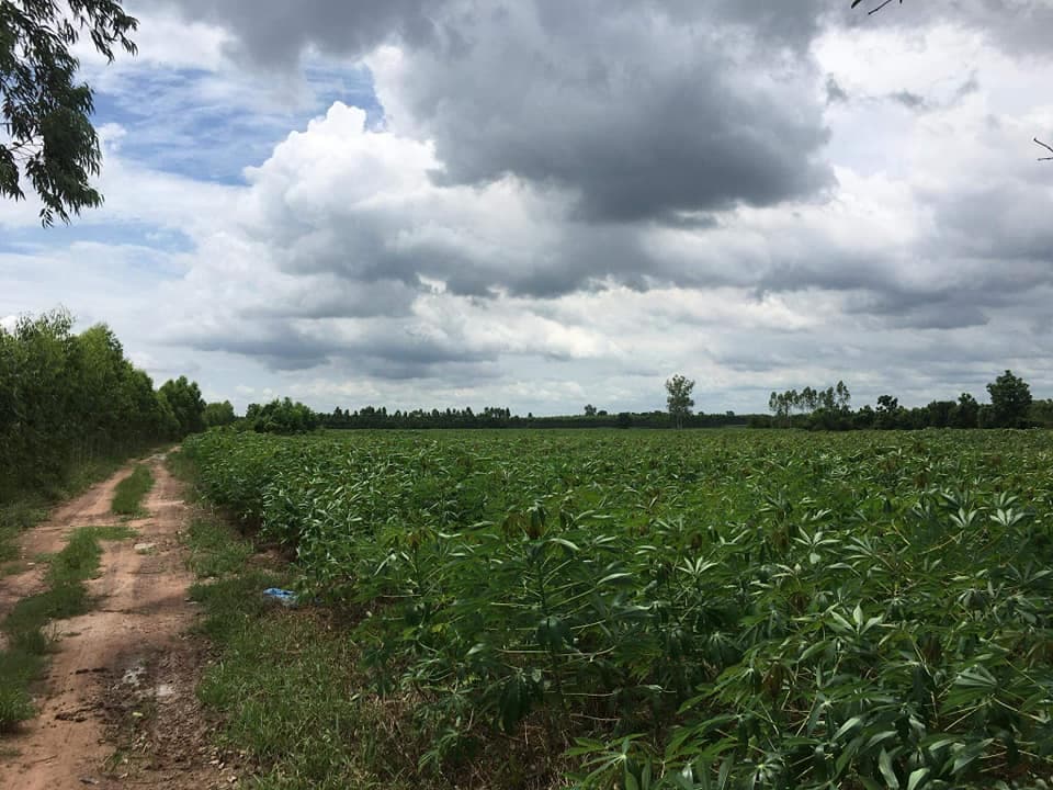 ที่ดินสวน ปราจีนบุรี 25-1-54