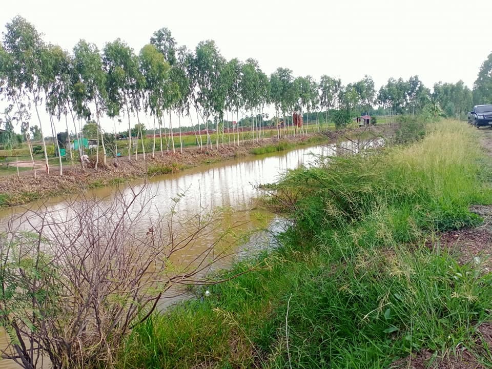 ขายที่ดิน มหาสารคาม 4-2-92 ไร่