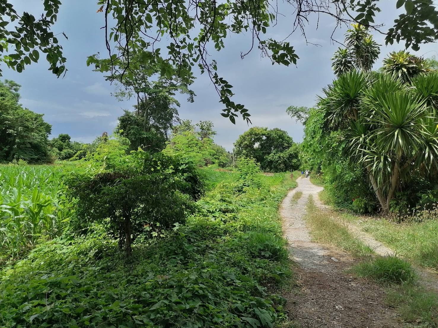 ขายที่ดินสระบุรี เสาไห้ 8-1-27