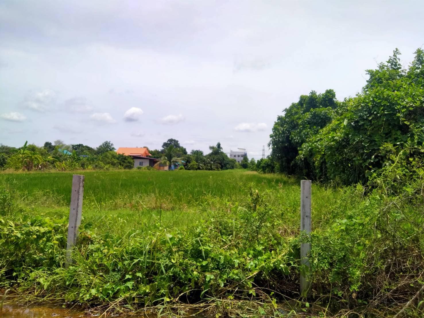 ขายที่ดิน ที่เปล่าแปลงสวย สามโคก ปทุมธานี 2-3-19.6