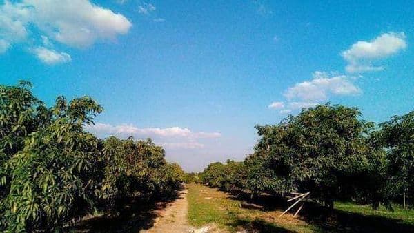 ที่ดินสวนมะม่วง ลำพูน 5-3-41.6