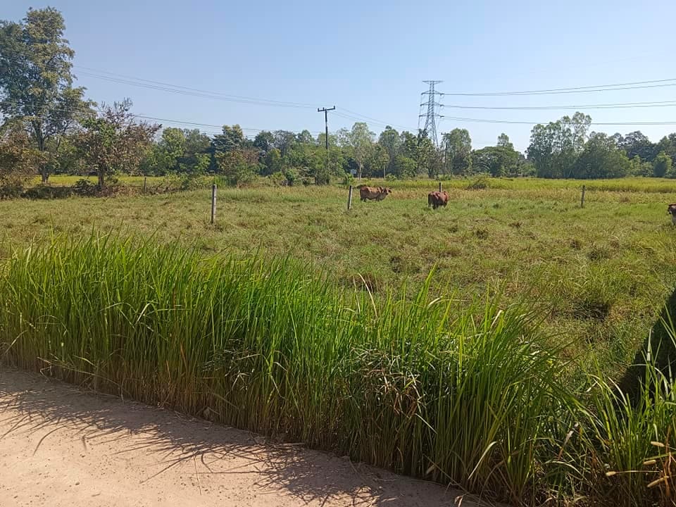 ขายทีดิน อุบลราชธานี 110.2 ตรว