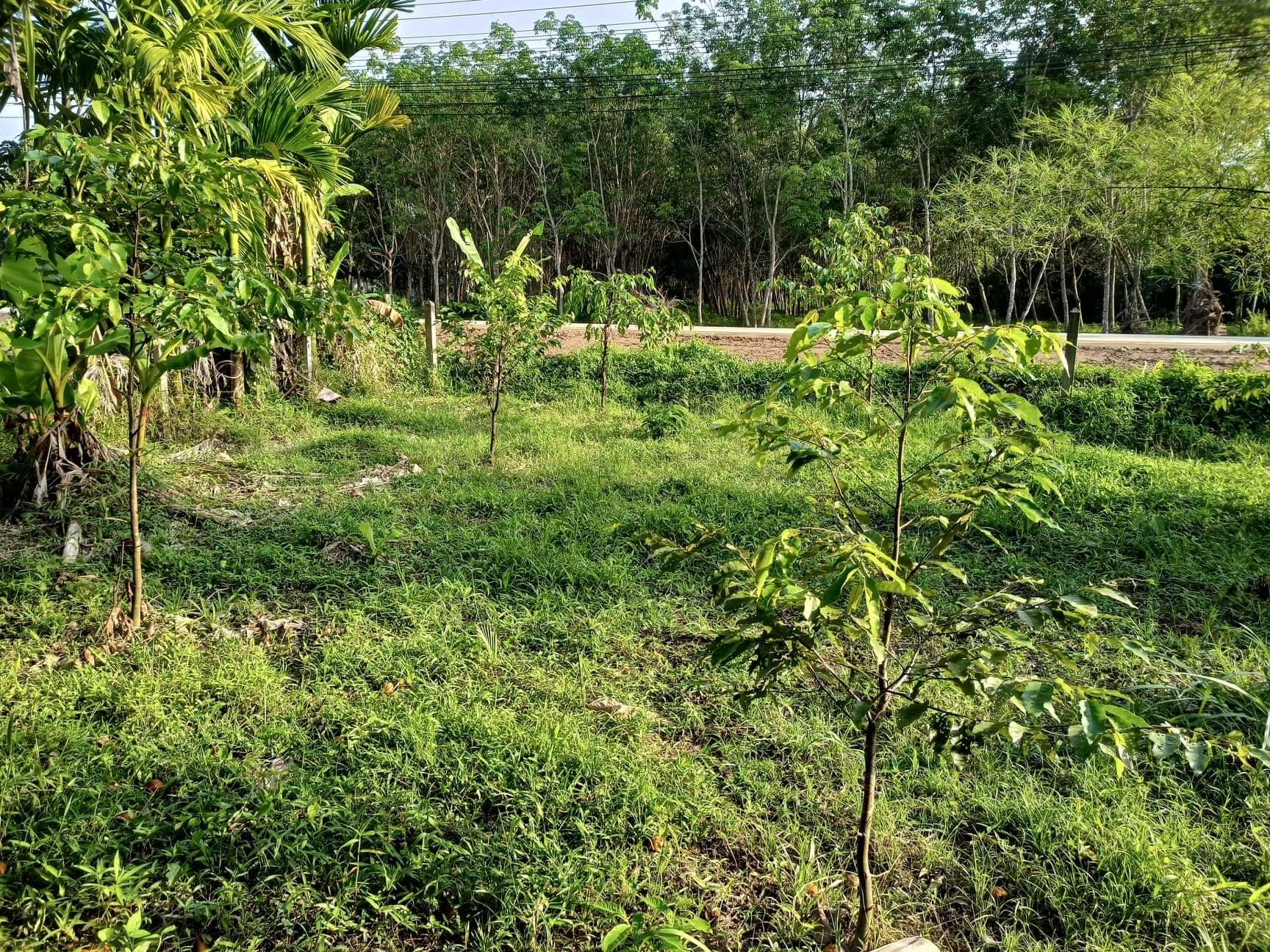 ขายที่ดิน สวนผสมและสวนปาล์ม 2โฉนด นครศรีธรรมราช 2-1-35 ไร่